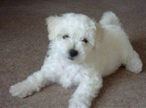 Bichon Frise For Sale In Hyderabad