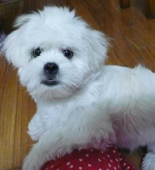 Bichon Frise For Sale In Hyderabad