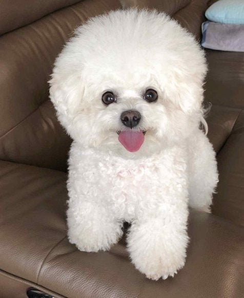 Bichon Frise For Sale In Chennai