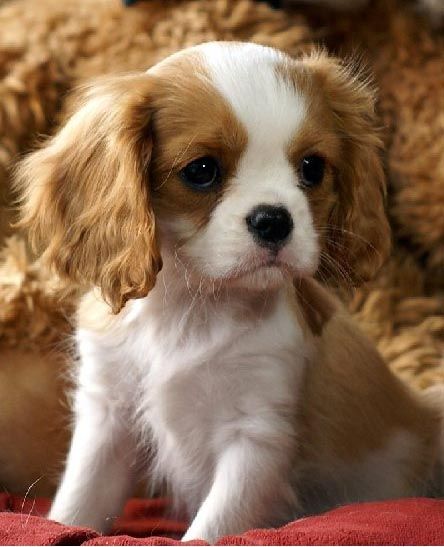 Cavalier King Charles Spaniel For Sale In Pune