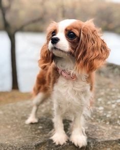 Cavalier King Charles Spaniel For Sale In Pune