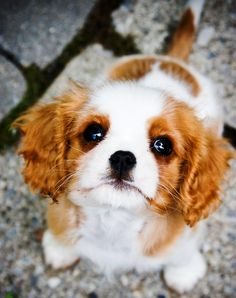 Cavalier King Charles Spaniel For Sale In Hyderabad