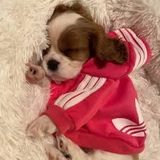 Cavalier King Charles Spaniel For Sale In Hyderabad