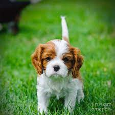 Cavalier King Charles Spaniel For Sale In Kolkata