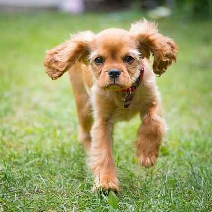 Cavalier King Charles Spaniel For Sale In Kolkata