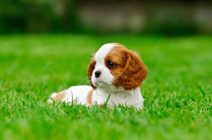 Cavalier King Charles Spaniel For Sale In Kochi