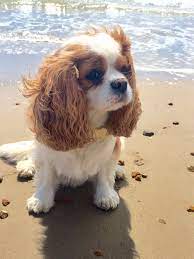 Cavalier King Charles Spaniel For Sale In Kochi