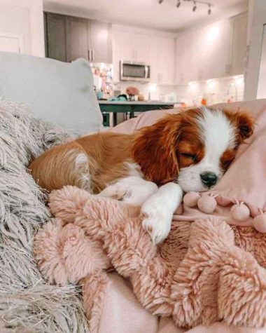 Cavalier King Charles Spaniel For Sale In Bangalore