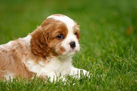 Cavalier King Charles Spaniel For Sale In Bangalore
