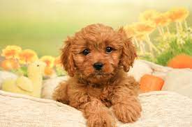 Cavapoo For Sale In Kochi