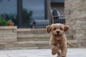 Cavapoo For Sale In Kochi