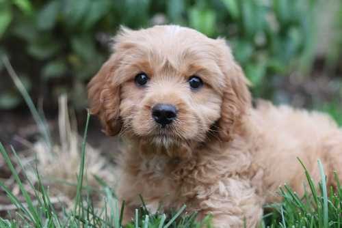 Cavapoo For Sale In Kochi