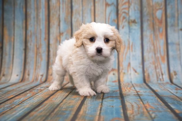 Cavapoo For Sale In Kochi