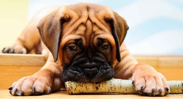 Bullmastiff For Sale In Lucknow