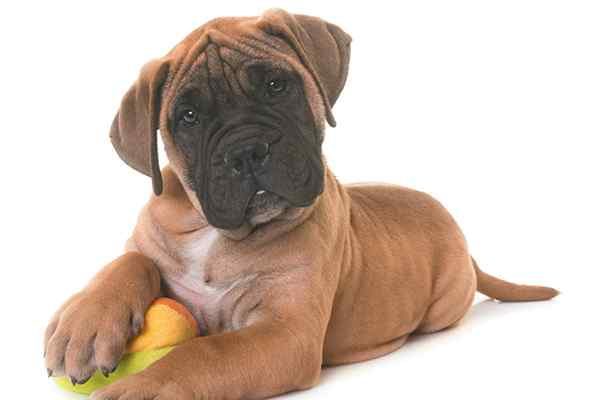 Bullmastiff For Sale In Lucknow