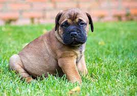 Bullmastiff For Sale In Mumbai
