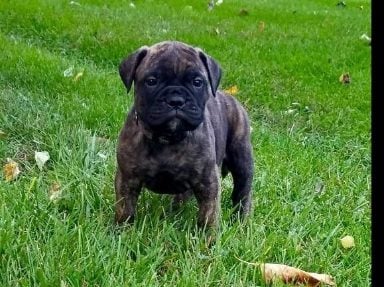 Bullmastiff For Sale In Mumbai