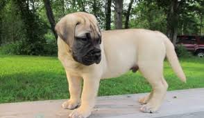 Bullmastiff For Sale In Hyderabad
