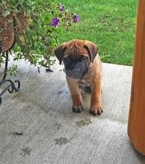 Bullmastiff For Sale In Hyderabad