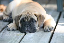 Bullmastiff For Sale In Kolkata