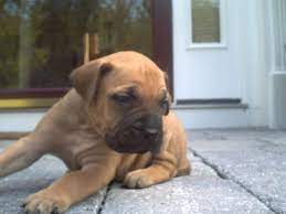 Bullmastiff For Sale In Kolkata