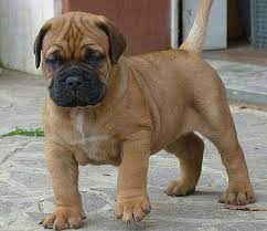 Bullmastiff For Sale In Bangalore