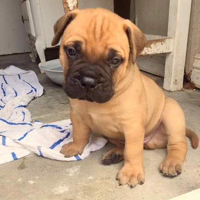 Bullmastiff For Sale In Bangalore