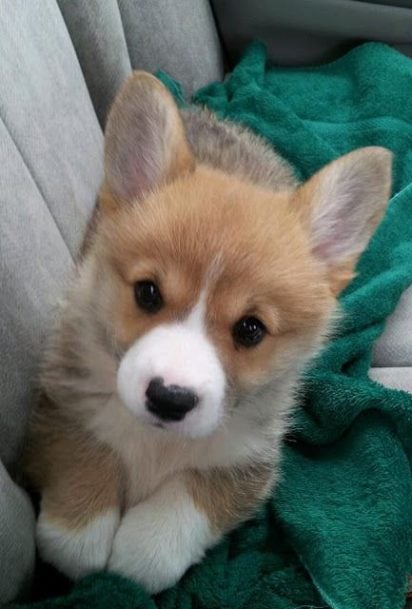 Pembroke Welsh Corgi For Sale In Thrissur