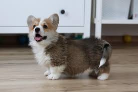 Pembroke Welsh Corgi For Sale In Thrissur