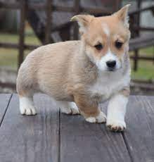 Pembroke Welsh Corgi For Sale In Thrissur