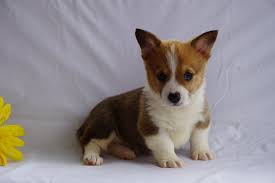 Pembroke Welsh Corgi For Sale In Thrissur