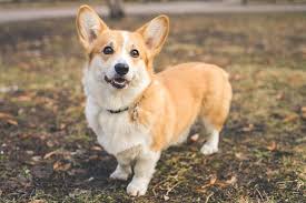 Pembroke Welsh Corgi For Sale In Chennai