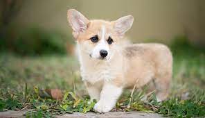 Pembroke Welsh Corgi For Sale In Chennai
