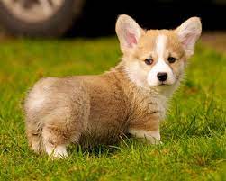 Pembroke Welsh Corgi For Sale In Chennai