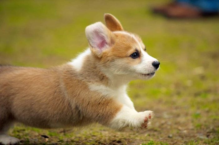 Pembroke Welsh Corgi For Sale In Chennai