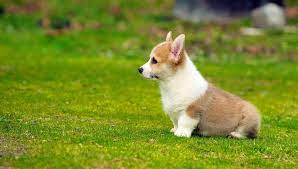 Pembroke Welsh Corgi For Sale In Chennai