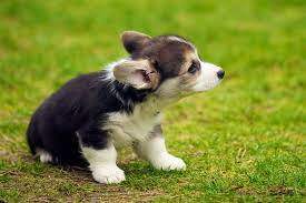 Pembroke Welsh Corgi For Sale In Chennai