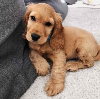 Cocker Spaniel For Sale In Dehradun