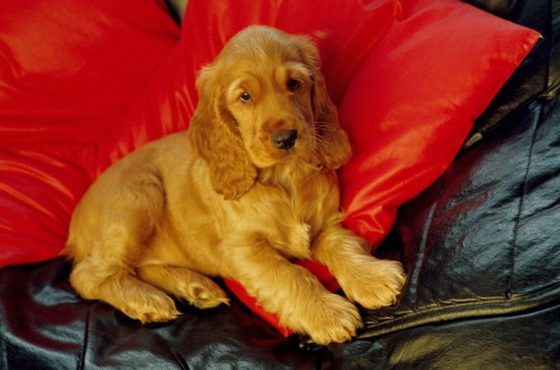 Cocker Spaniel For Sale In Ahmedabad