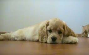 Cocker Spaniel For Sale In Kottayam