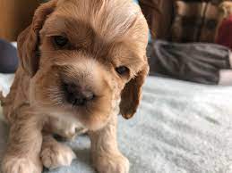 Cocker Spaniel For Sale In Kottayam