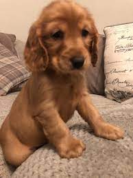Cocker Spaniel For Sale In Bangalore