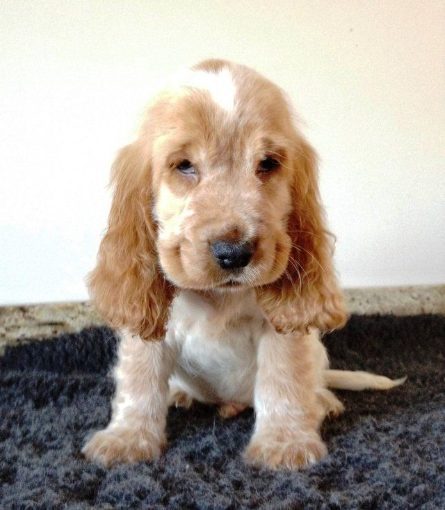 Cocker Spaniel For Sale In Bangalore
