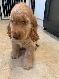 Cocker Spaniel For Sale In Jaipur