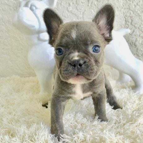 French Bulldog For Sale In Noida