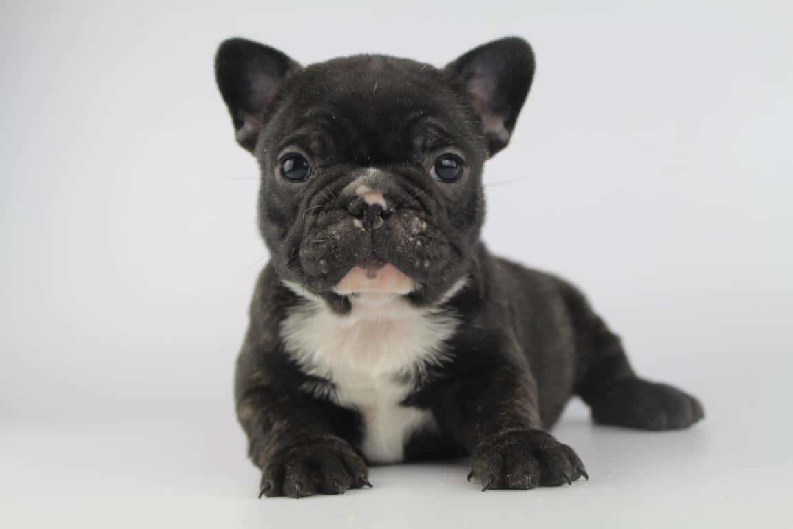 French Bulldog For Sale In Lucknow
