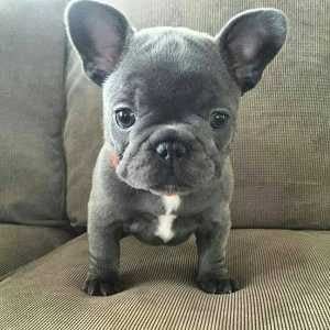 French Bulldog For Sale In Jaipur
