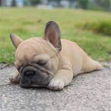 French Bulldog For Sale In Bhubaneswar