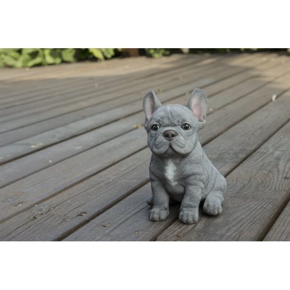 French Bulldog For Sale In Surat