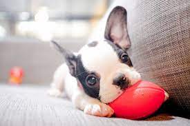 French Bulldog For Sale In Surat